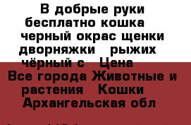 В добрые руки бесплатно,кошка,2.5черный окрас,щенки дворняжки,3 рыжих 1 чёрный,с › Цена ­ - - Все города Животные и растения » Кошки   . Архангельская обл.